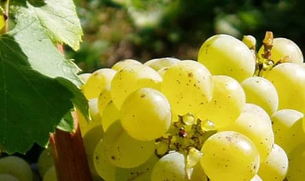 chateau la tour chantecaille vino